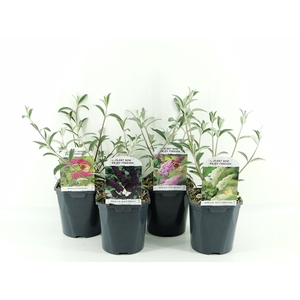 Buddleja davidii MIX LAAG