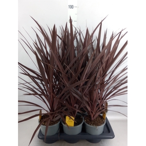 Cordyline austr. 'Red Star'