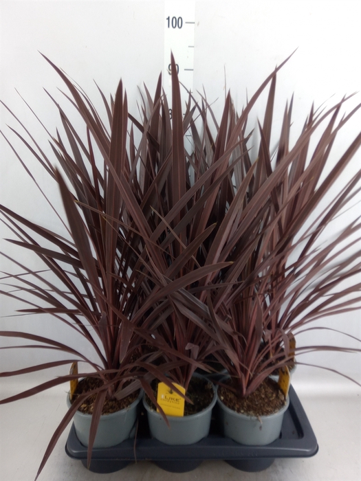 Cordyline austr. 'Red Star'