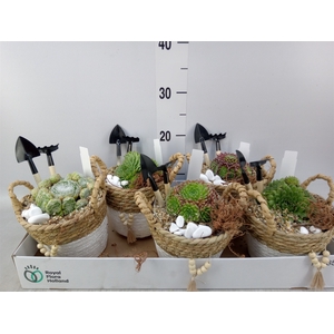 Arr.  Sempervivum L%