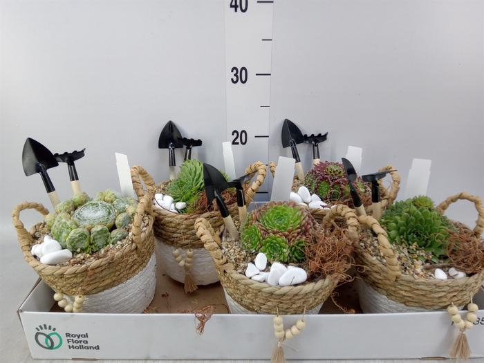 <h4>Arr.  Sempervivum L%</h4>