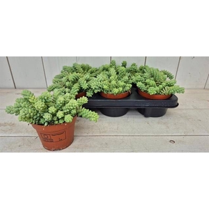 SEDUM BURRITO