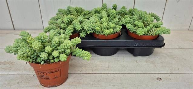 <h4>SEDUM BURRITO</h4>