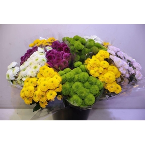 Chr S Pompon Gem Bs X5