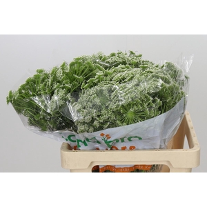 Ammi Visnaga