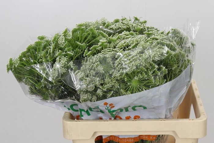 <h4>Ammi Visnaga</h4>