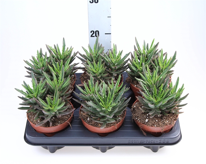 <h4>Kalanchoe NF   ...</h4>