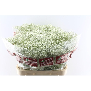 Gyps Pa Zi Discovery