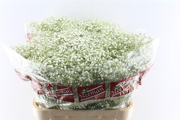 <h4>Gyps Pa Zi Discovery</h4>