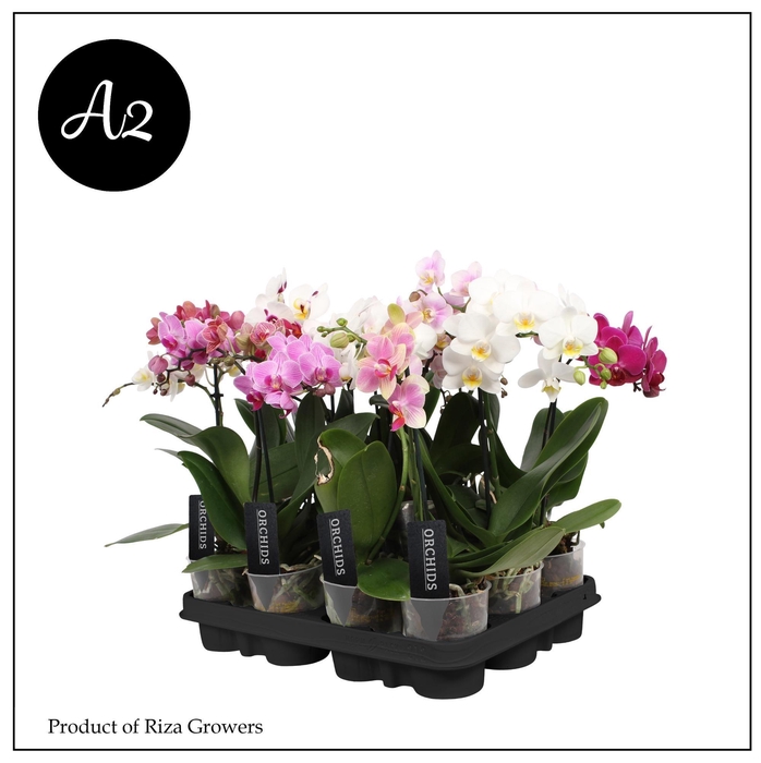 <h4>Phalaenopsis A2 Multi Mix 1 spike – 9cm</h4>
