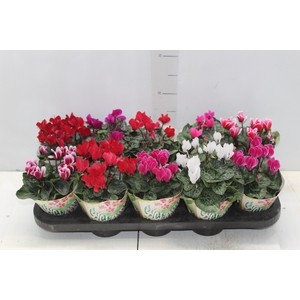CYCLAMEN MINI P11