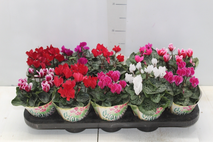 <h4>CYCLAMEN MINI P11</h4>