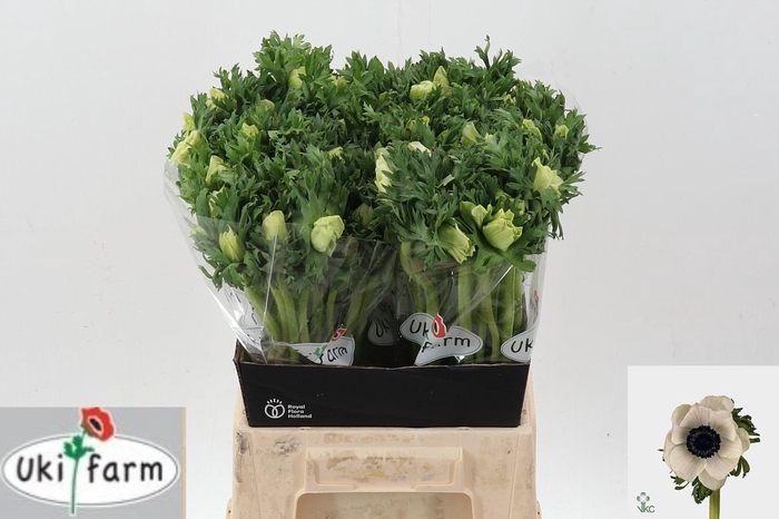 <h4>Anem Gall Wit</h4>