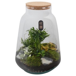 PTTER8138 Arrangement terrarium in glazen terrarium