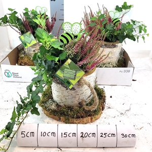 ARR TUINPLANTEN