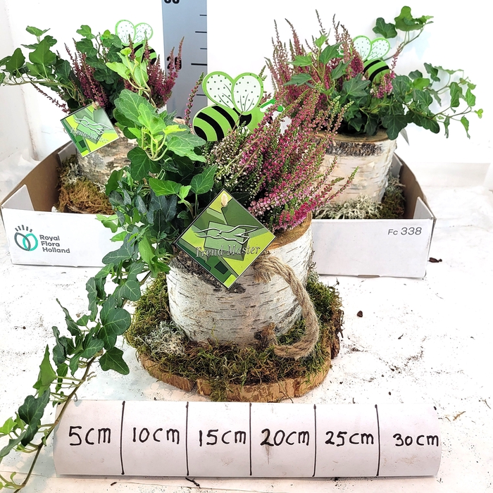 <h4>ARR TUINPLANTEN</h4>