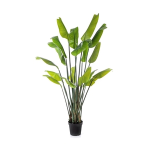 Strelitia Nicolai PP550062GRN