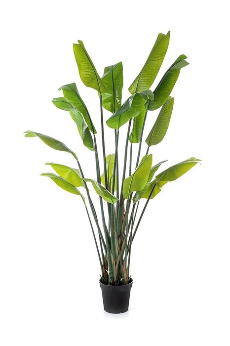 <h4>Strelitia Nicolai PP550062GRN</h4>
