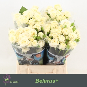 R Tr Belarus+