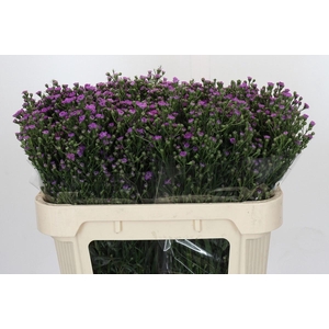 AST ASTEE M BABY PIN