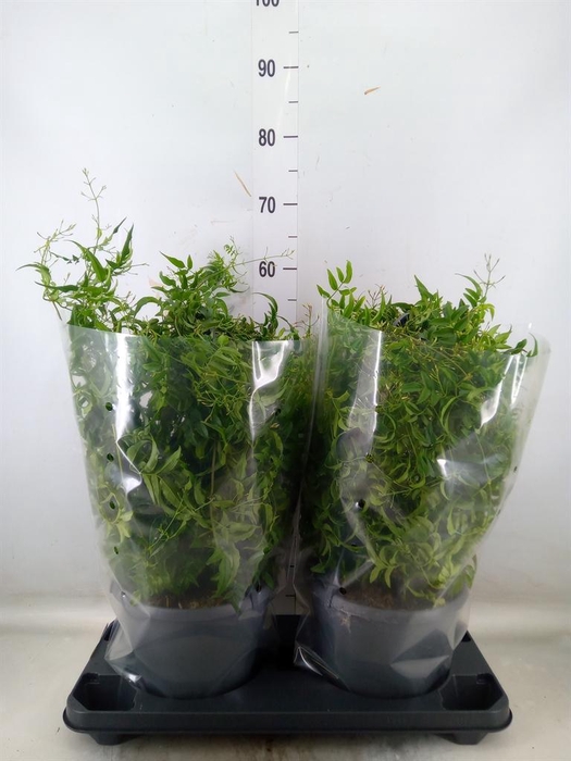 <h4>Jasminum polyanthum</h4>