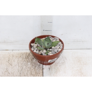 AGAVE PARRYI C18