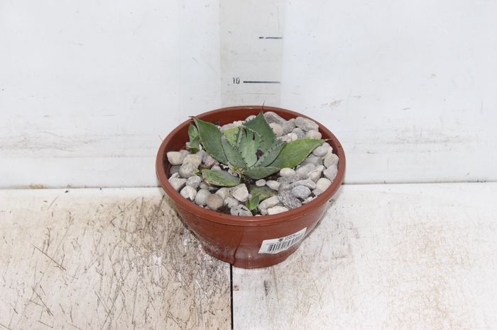 <h4>AGAVE PARRYI C18</h4>