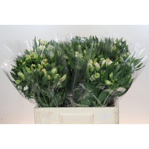 Alstroemeria Selection Pink