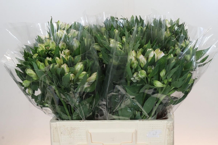 <h4>Alstroemeria Selection Pink</h4>