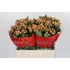 Hypericum Mellow Romance