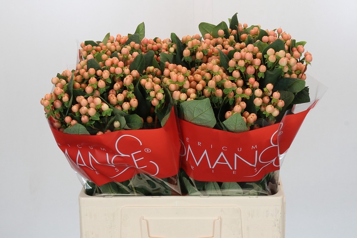 <h4>Hypericum Mellow Romance</h4>