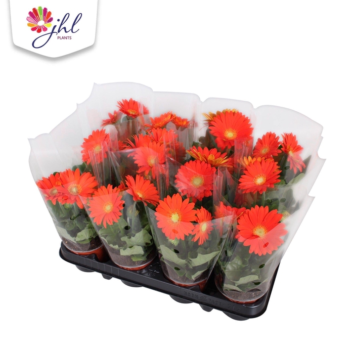 <h4>Gerbera Colourgame oranje</h4>