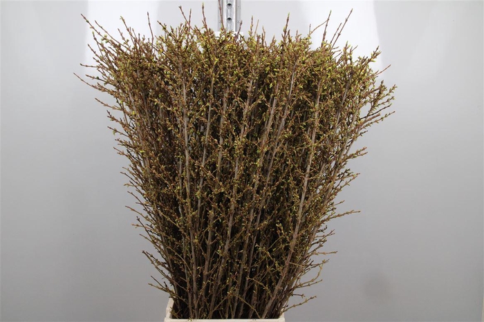 <h4>Forsy I Spectabilis</h4>