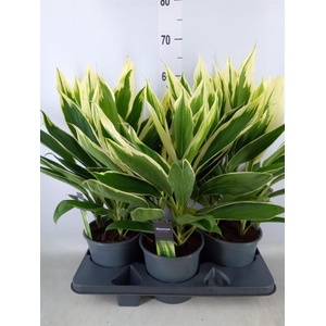 Cordyline fruti. 'Conga'