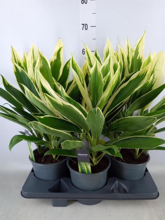 <h4>Cordyline fruti. 'Conga'</h4>