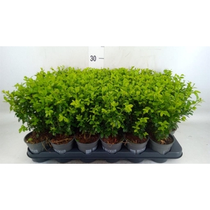 Buxus semp.   ...