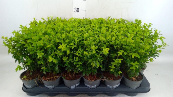 <h4>Buxus semp.   ...</h4>