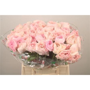 Ran.. Su Madame Extra X50