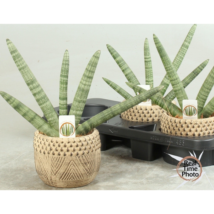 <h4>SANSEV CY HANDSHAKE</h4>