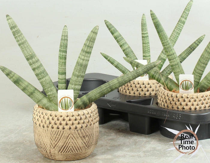 <h4>SANSEV CY HANDSHAKE</h4>