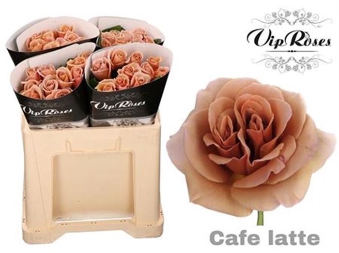 Rosa Parfum Cafe Latte