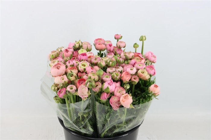 <h4>Ran Amandine Pastel</h4>