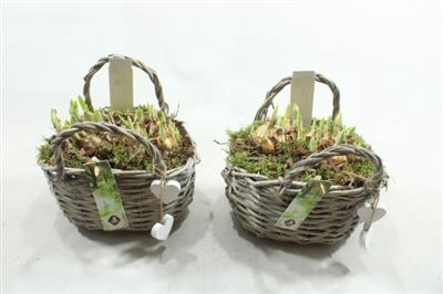 <h4>1076 WILG TAS TETE</h4>