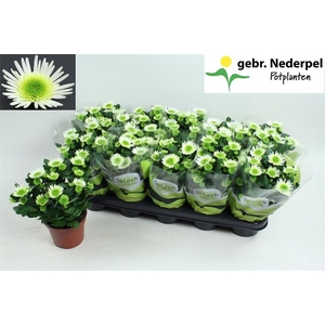 Chrysanthemum Indicum Splash Meadow 12Ø 23cm 3pp