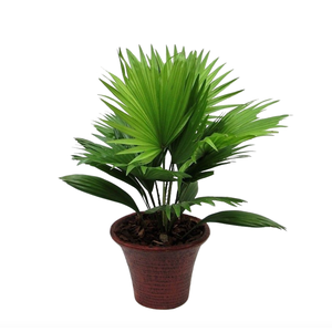 Livistona rotundifolia hosta small met schors