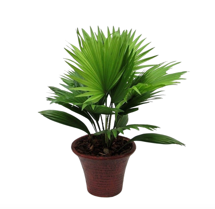 <h4>Livistona rotundifolia hosta small met schors</h4>