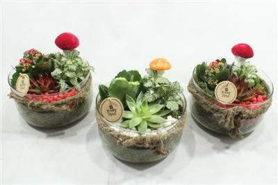 <h4>4746 BOSE X3 RD/WIT</h4>