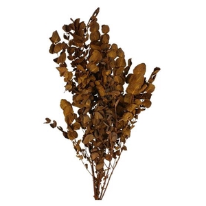 Bunch Eucalyptus 125gr Slv L70