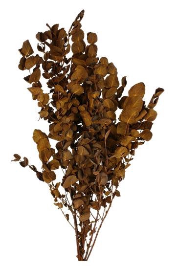 Bunch Eucalyptus 125gr Slv L70