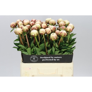 Paeonia Odile